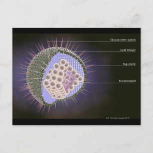 Carte Postale Structure du virus Herpes