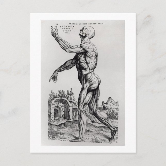 Carte Postale Structure musculature d'un homme (b/w neg & print) (Devant)