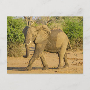 Carte postale - Strutting Elephant in Zambia