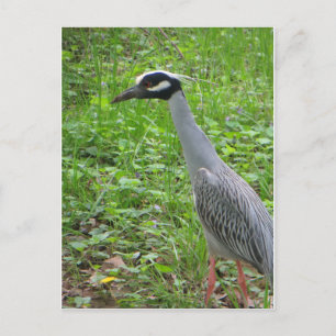 Carte Postale Strutting Heron