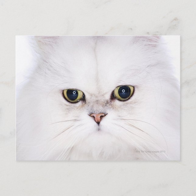 Carte Postale Studio photo du chat perse blanc (Devant)