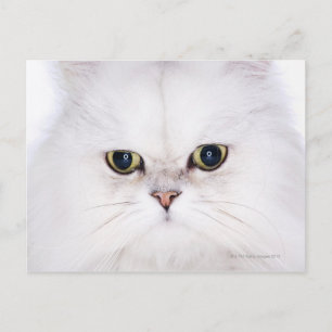 Carte Postale Studio photo du chat perse blanc