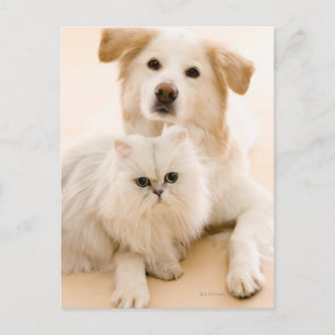 Carte Postale Studio tiré du chat et du chien