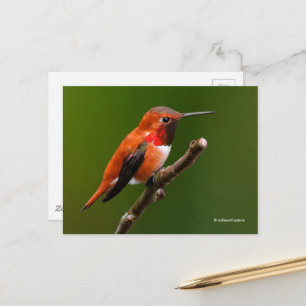 Carte Postale Stunning Ruf Hummingbird on the Cherry Tree