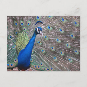 Carte Postale Stunning Vintage Peacock