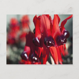 Carte Postale Sturt Desert Pea