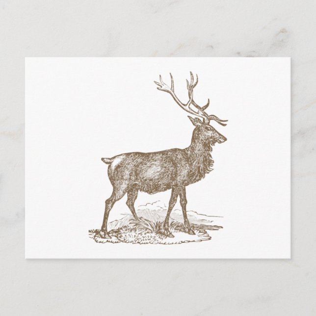 Carte Postale Style Buck Mule Deer Letterpress (Devant)