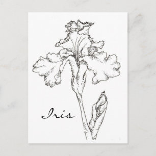 Carte Postale Stylo à fleurs de printemps Iris et dessin d'encre