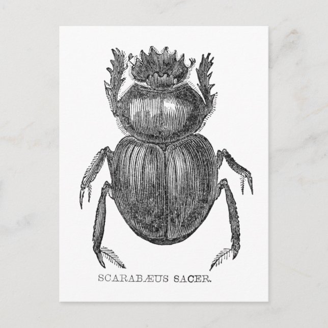 Carte Postale Stylo Vintage Scarab Beetle et dessin d'encre (Devant)