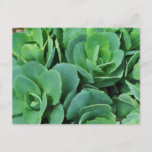 Carte Postale Succulent  