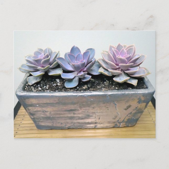 Carte Postale Succulent dans un contenant d'argent par des modèl (Devant)