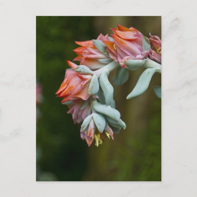 Carte Postale Succulent fleurissant (Devant)