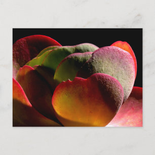 Carte Postale Succulent Plante du désert