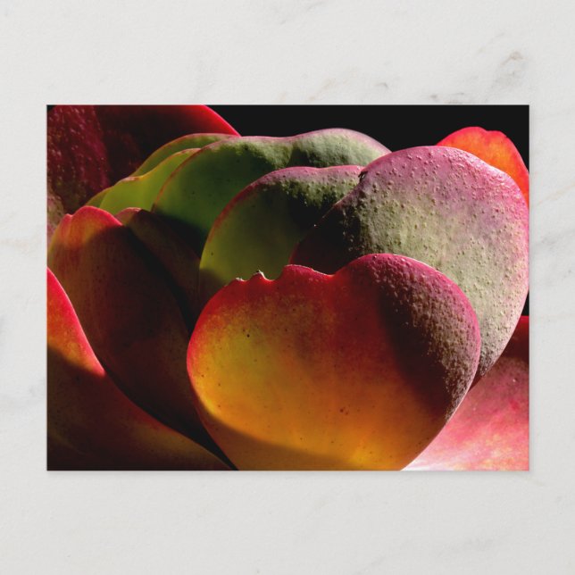 Carte Postale Succulent Plante du désert (Devant)