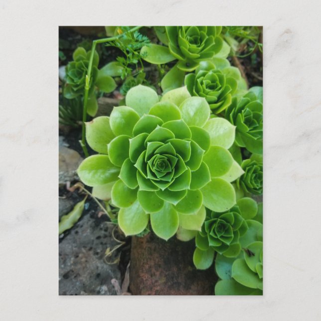 Carte Postale Succulent vert (Devant)