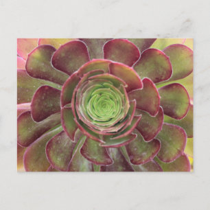 Carte postale Succulente