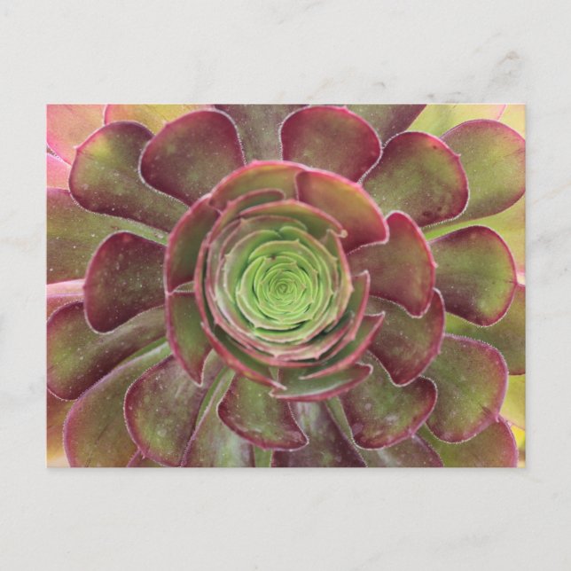 Carte postale Succulente (Devant)