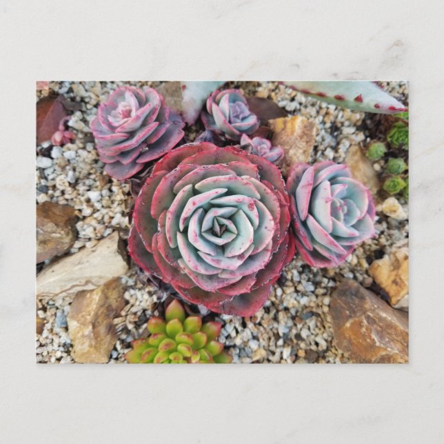 Carte postale succulente (Devant)