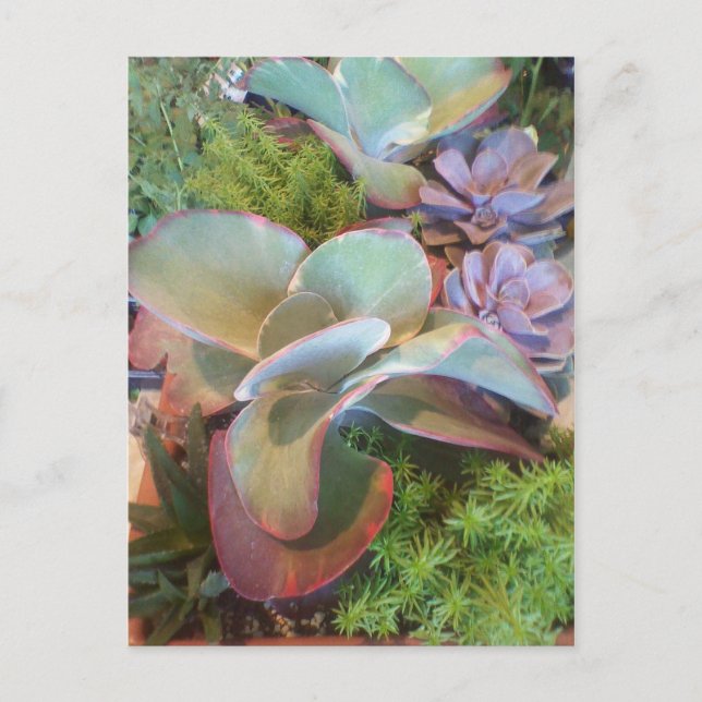 Carte postale Succulente Container Garden (Devant)
