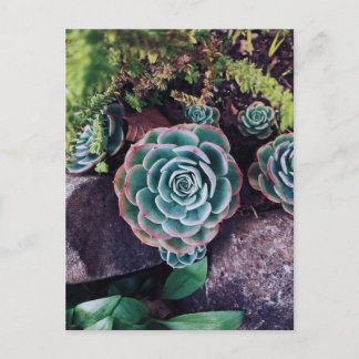 Carte Postale Succulents