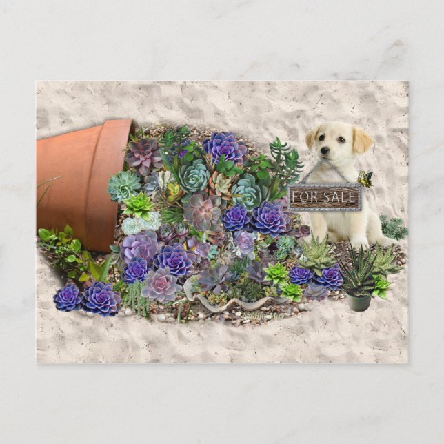 Carte Postale Succulents à vendre (Devant)