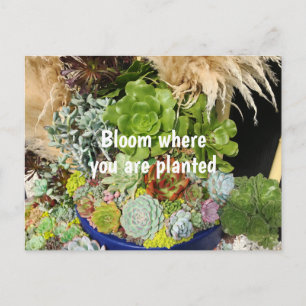 Carte Postale Succulents colorés à l'herbe argentée