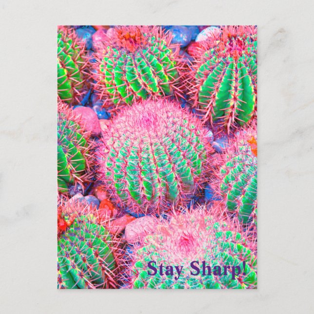 Carte Postale Succulents de cactus roses (Devant)