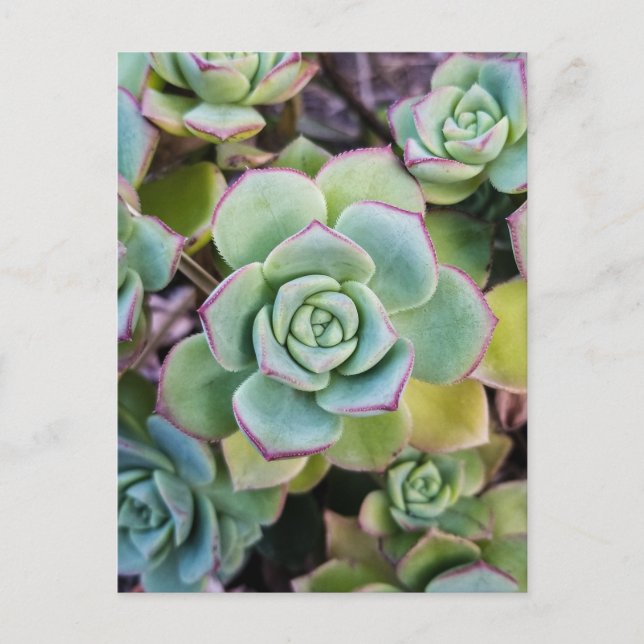 Carte Postale Succulents verts aux contours rouges (Devant)