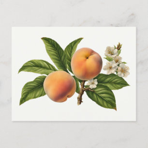 Carte Postale Succursale vintage de fruits à la Pêche avec fleur