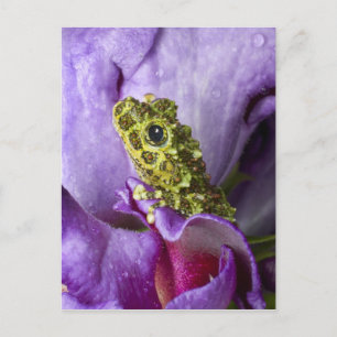 Carte Postale Sud-est du Vietnam. Gros plan de la grenouille des