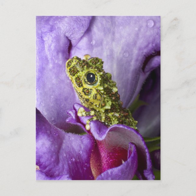 Carte Postale Sud-est du Vietnam. Gros plan de la grenouille des (Devant)