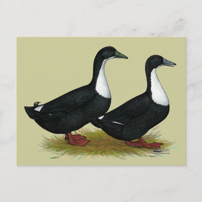 Carte Postale Suédois Canards Noirs (Devant)