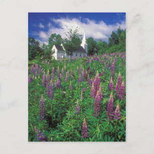 Carte Postale Sugar Hill New Hampshire Lupines et l'église
