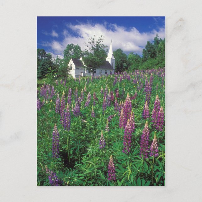 Carte Postale Sugar Hill New Hampshire Lupines et l'église (Devant)