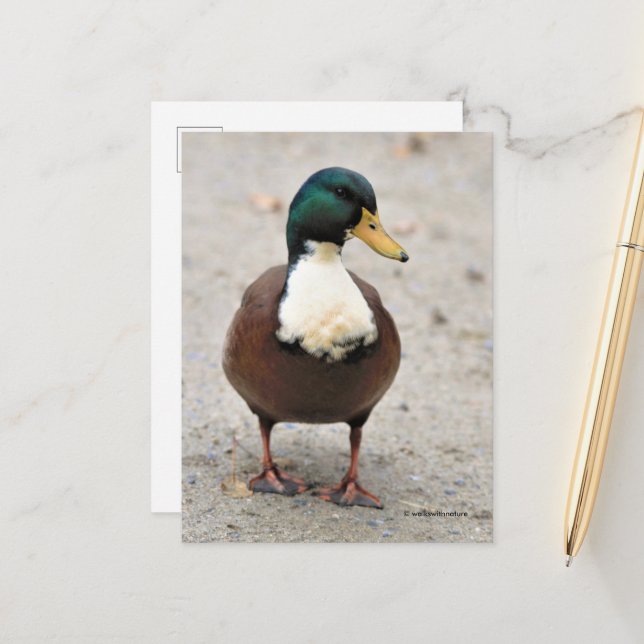 Carte Postale Suis Domestique Mallard Duclair Bibbed Odd Duck (Devant/Arrière en situation)