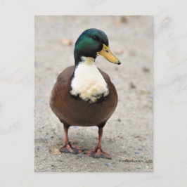 Carte Postale Suis Domestique Mallard Duclair Bibbed Odd Duck