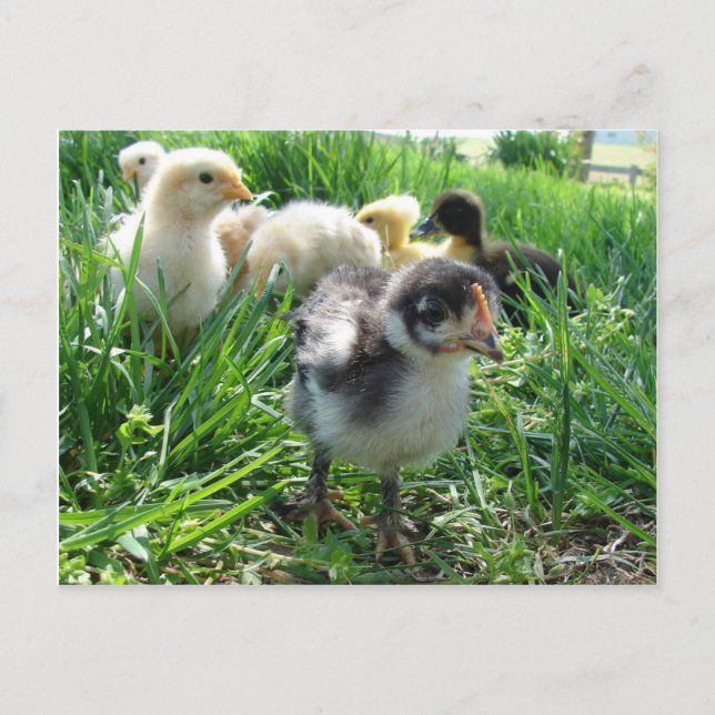 Carte Postale Suivez Le Leader (Devant)