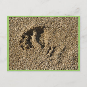 Carte Postale Suivi des grizzlis