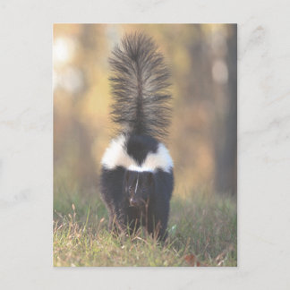 Carte Postale Sujet