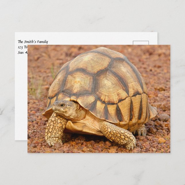 Carte Postale Sulcata Tortoise (Devant / Derrière)