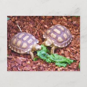 Carte Postale Sulcata Tortoise Hatchlings