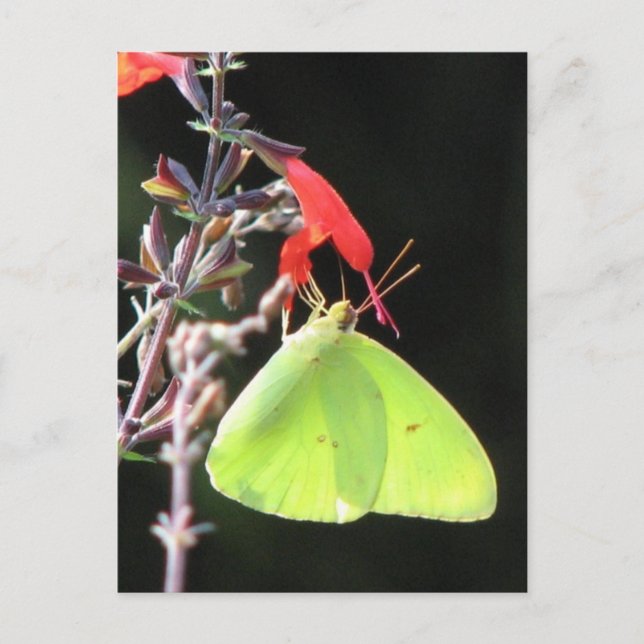 Carte postale Sulfure sur Salvia (Devant)