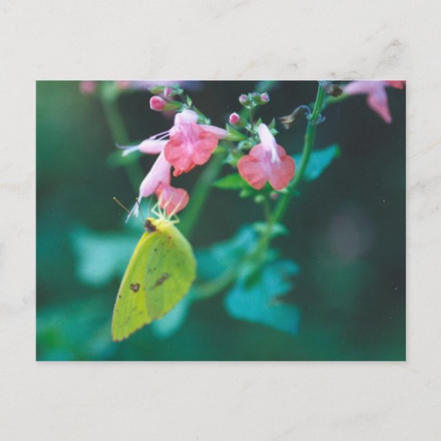 Carte postale Sulfure sur Salvia (Devant)