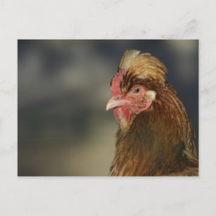 Carte Postale Sulmtaler