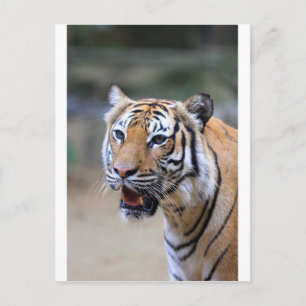 Carte Postale Sumatran Tiger