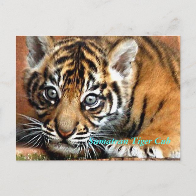 Carte Postale Sumatran Tiger Cub (Devant)