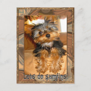 Carte Postale Sumfines Yorkie