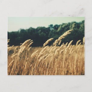 Carte Postale Summerfield