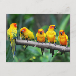 Carte Postale Sun Conures