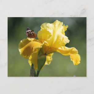 Carte Postale Sun Dancer Iris & Butterfly Photographie Art
